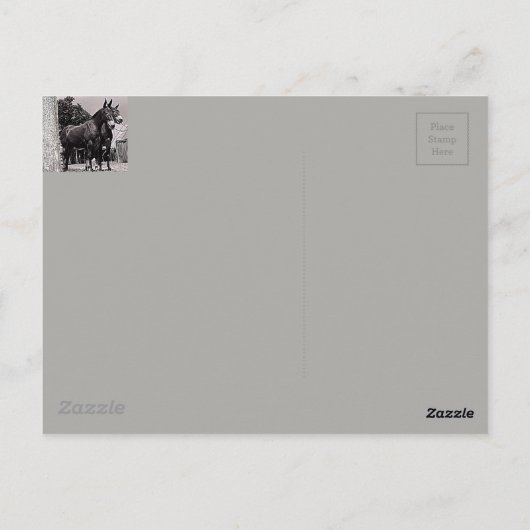 Missouri Mule Postkarte (Rückseite)