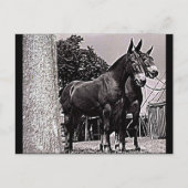 Missouri Mule Postkarte (Vorderseite)