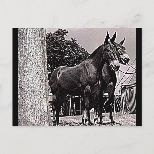 Missouri Mule Postkarte (Vorderseite)