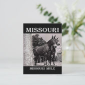 Missouri Mule Postkarte (Stehend Vorderseite)
