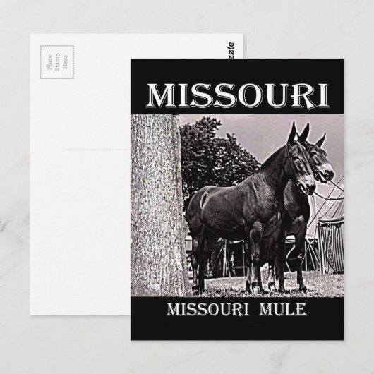 Missouri Mule Postkarte (Vorne/Hinten)