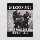 Missouri Mule Postkarte (Vorderseite)