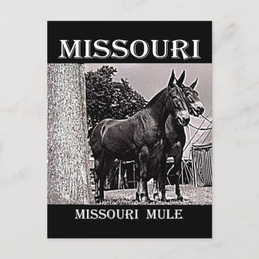 Missouri Mule Postkarte (Vorderseite)