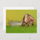 Missouri Pflanze Hopper nymph. Postkarte (Vorne/Hinten)