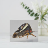 Missouri Pflanze Hopper. Postkarte (Stehend Vorderseite)