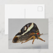 Missouri Pflanze Hopper. Postkarte (Vorne/Hinten)