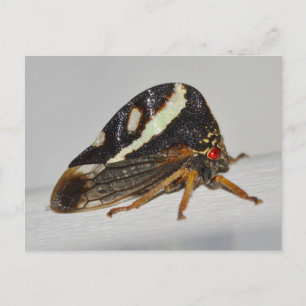 Missouri Pflanze Hopper. Postkarte