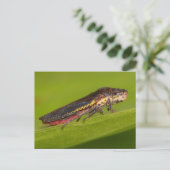 Missouri Pflanze Hopper. Postkarte (Stehend Vorderseite)