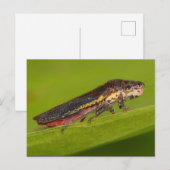 Missouri Pflanze Hopper. Postkarte (Vorne/Hinten)