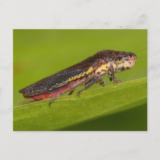 Missouri Pflanze Hopper. Postkarte (Vorderseite)