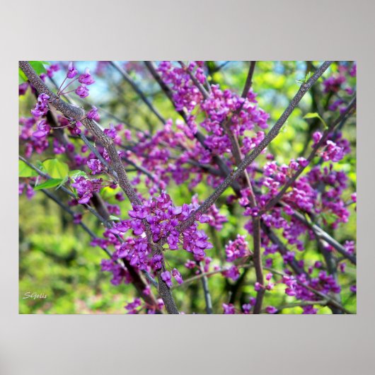 Missouri Redbud Foto Poster (Vorne)