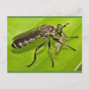 Missouri Robber fliegt. Postkarte