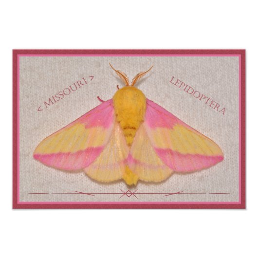 Missouri Rosy Maple Moth Deluxe. Fotodruck (Vorne)