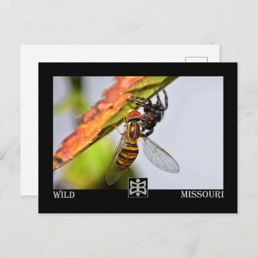Missouri spinne mit Prey. Postkarte (Vorne/Hinten)