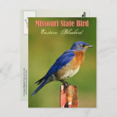 Missouri Staat Bird - Eastern Bluebird Postkarte (Vorne/Hinten)