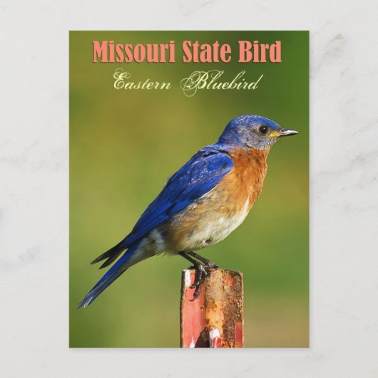 Missouri Staat Bird - Eastern Bluebird Postkarte (Vorderseite)