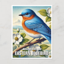 Missouri Staat Bird Eastern Bluebird