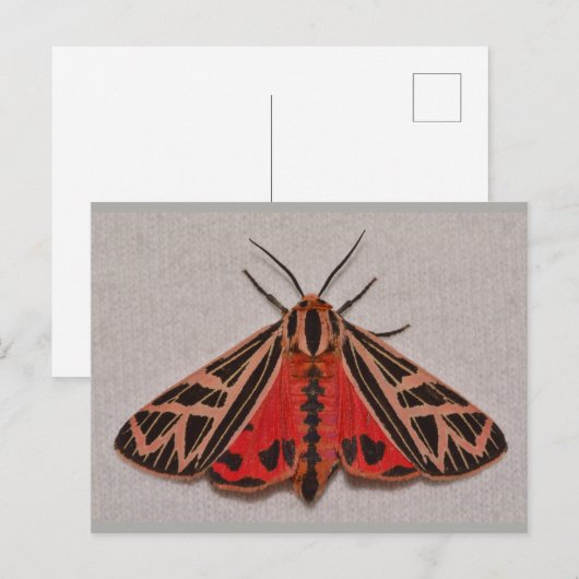 Missouri Tiger Moth. Postkarte (Vorne/Hinten)
