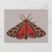 Missouri Tiger Moth. Postkarte (Vorderseite)