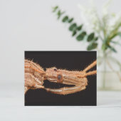 Missouri True Bug. Postkarte (Stehend Vorderseite)