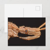 Missouri True Bug. Postkarte (Vorne/Hinten)