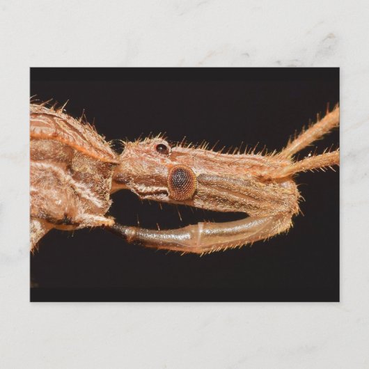 Missouri True Bug. Postkarte (Vorderseite)