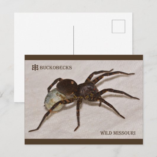 Missouri Wolfspinne mit Ei Sack. Postkarte (Vorne/Hinten)
