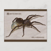 Missouri Wolfspinne mit Ei Sack. Postkarte (Vorderseite)