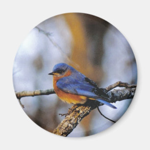 Missouris Bird Magnet