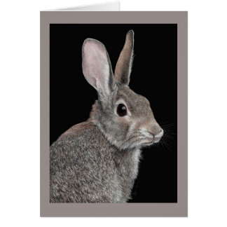 "Misstrauisch" - Baumwollschwanzkaninchen