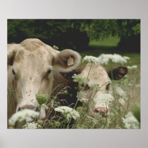 Misstrauische Kühe Poster