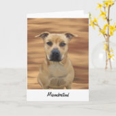 Missverstandener Gruß von Pit Bull Terrier Inmate Karte (Gelbe Blume)