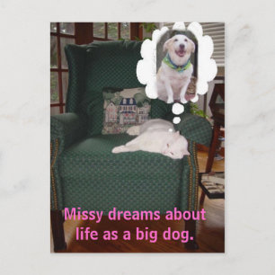 Missy Träume vom Leben als großer Hund. Postkarte