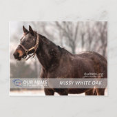 Missy White Oak Postcard Postkarte (Vorderseite)