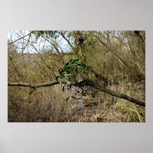 Mistel Poster (Vorne)