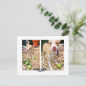 Mister mag sie Äpfel! Postkarte (Stehend Vorderseite)