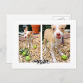 Mister mag sie Äpfel! Postkarte (Vorne/Hinten)