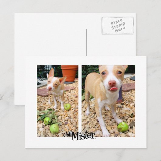 Mister mag sie Äpfel! Postkarte (Vorne/Hinten)