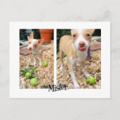 Mister mag sie Äpfel! Postkarte (Vorderseite)