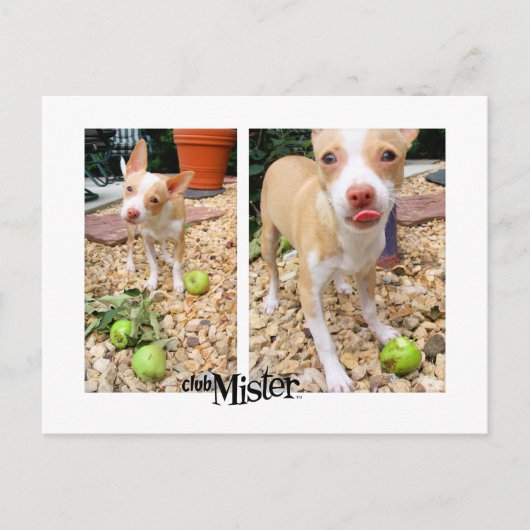 Mister mag sie Äpfel! Postkarte (Vorderseite)