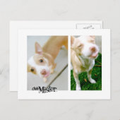 Mister! Zunge! Postkarte (Vorne/Hinten)