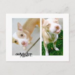 Mister! Zunge! Postkarte