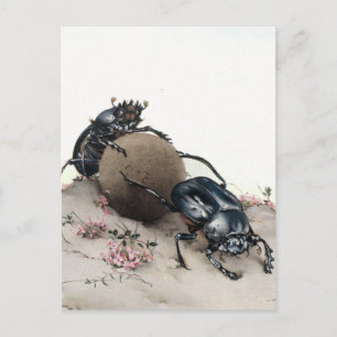 Mistkäfer Postkarte