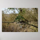 Mistletoe Poster (Vorne)