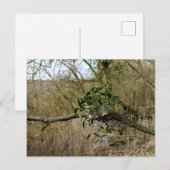 Mistletoe Postkarte (Vorne/Hinten)