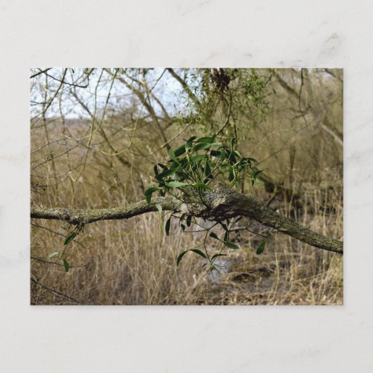 Mistletoe Postkarte (Vorderseite)