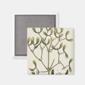 Mistletoe von 'A Curious Herbal', 1782 Magnet (Vorderseite/Rückseite)