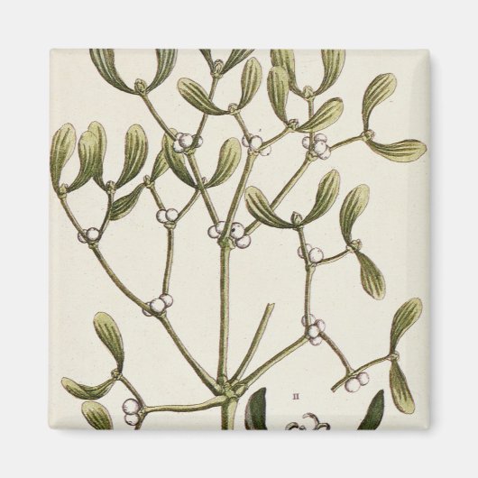 Mistletoe von 'A Curious Herbal', 1782 Magnet (Vorne)