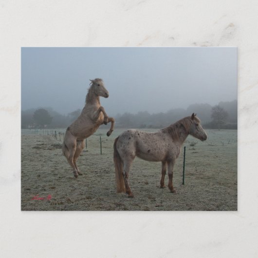 Mistral Postkarte (Vorderseite)