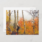 Misty Autumn Aspen Postkarte (Vorne/Hinten)